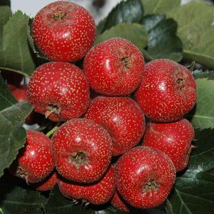 ɽ高����޽����Ե����Ϸ�����ͥԺ�Nֲ�ش����ɽ��箔��Y��