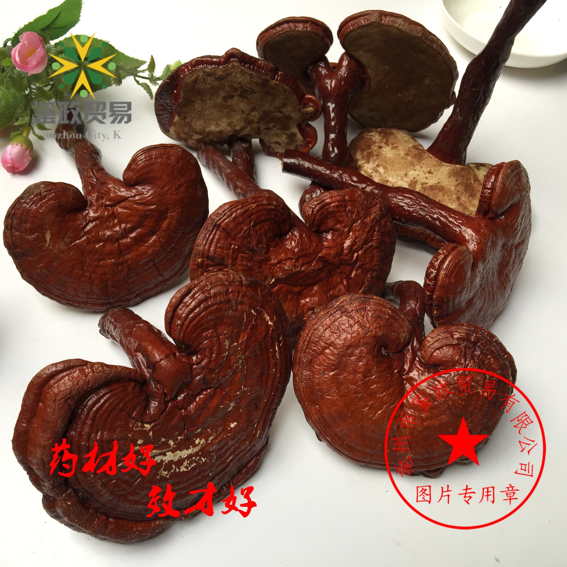 Dried Red Reishi Mushroom Whole Ling Zhi Ganoderma lucidum Traditional Herbal Tea and Decoction Herb 500g in use