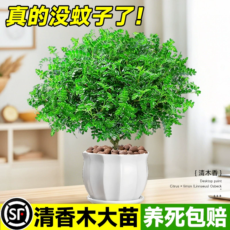 Аутентичное ароматное дерево в горшке, перечная древесина, старый саженец бонсай, зеленое растение для дома и на открытом воздухе, репеллент от комаров, трава, цветок, очень большой.