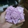 Stamens light purple 390-400 roots