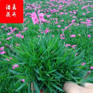 花海绿化花卉彩虹石竹 欧石竹宿根 耐寒耐旱欧石竹营养杯基地销售