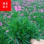 基地绿化耐寒花海石竹