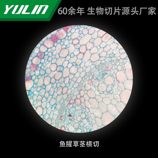 Houttuynia cordata Thunb Stem Cross-cutting University Medical College Histopathology Paraffin Slide Specimen Microscope