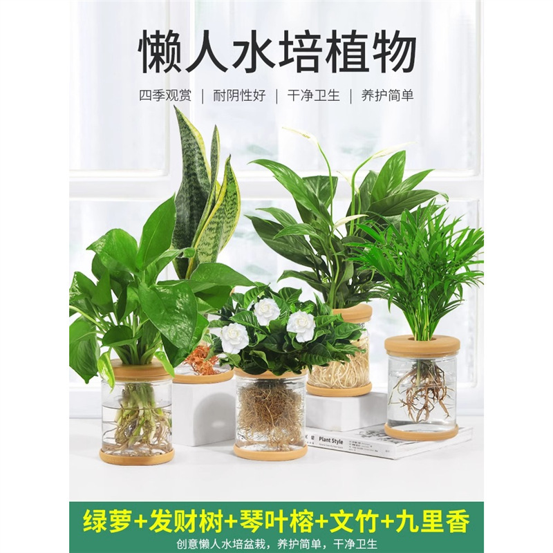 Office Hydroponic Plant Potted Green Radish Gardenia Flower Small Green Plant Easy to Care for All Seasons Succulent Hydroponic Potted Plant