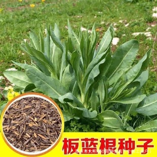 ���{���N�Ӱ��{���N�Ӵ����~�N���{�����șʳ���ô��ﲥ�N