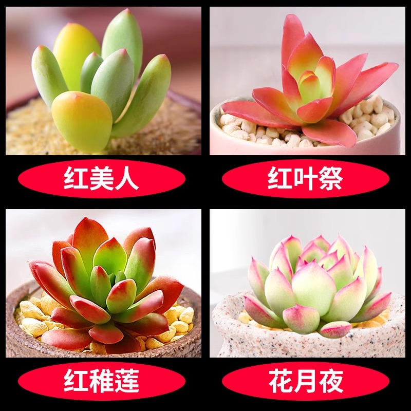 붉은미인 + 붉은잎축제 + 붉은연꽃 + 꽃달밤