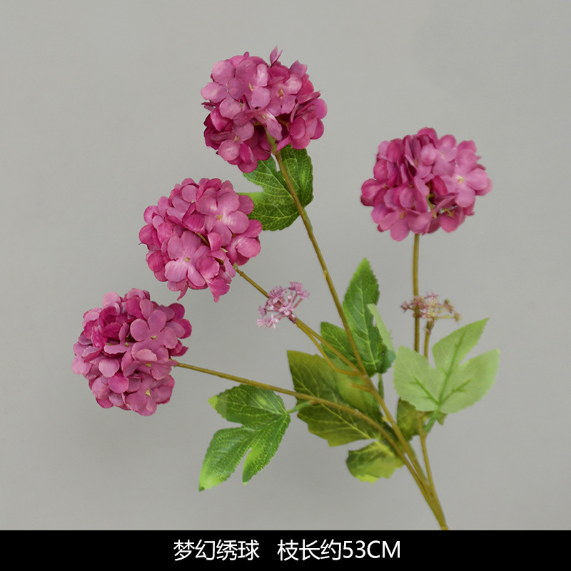 Hortênsia dos sonhos