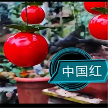 灌木金弹子品种嫁接苗中国红大红花生果逸源红镇园红观花带果熟桩