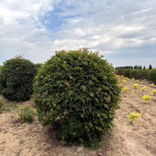 ��Ǘ��� ��l�ʘ��� �������l�G����ľ���� �r����� ���Ǘ�����