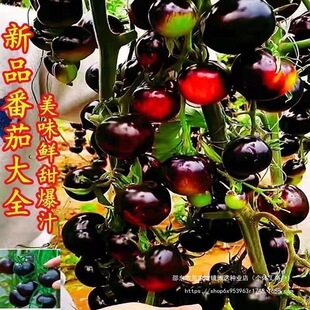 �����鷬�ѷN�Ӻڷ��ѷN����ɫ�������t���N�Ѻڷ��������߲���