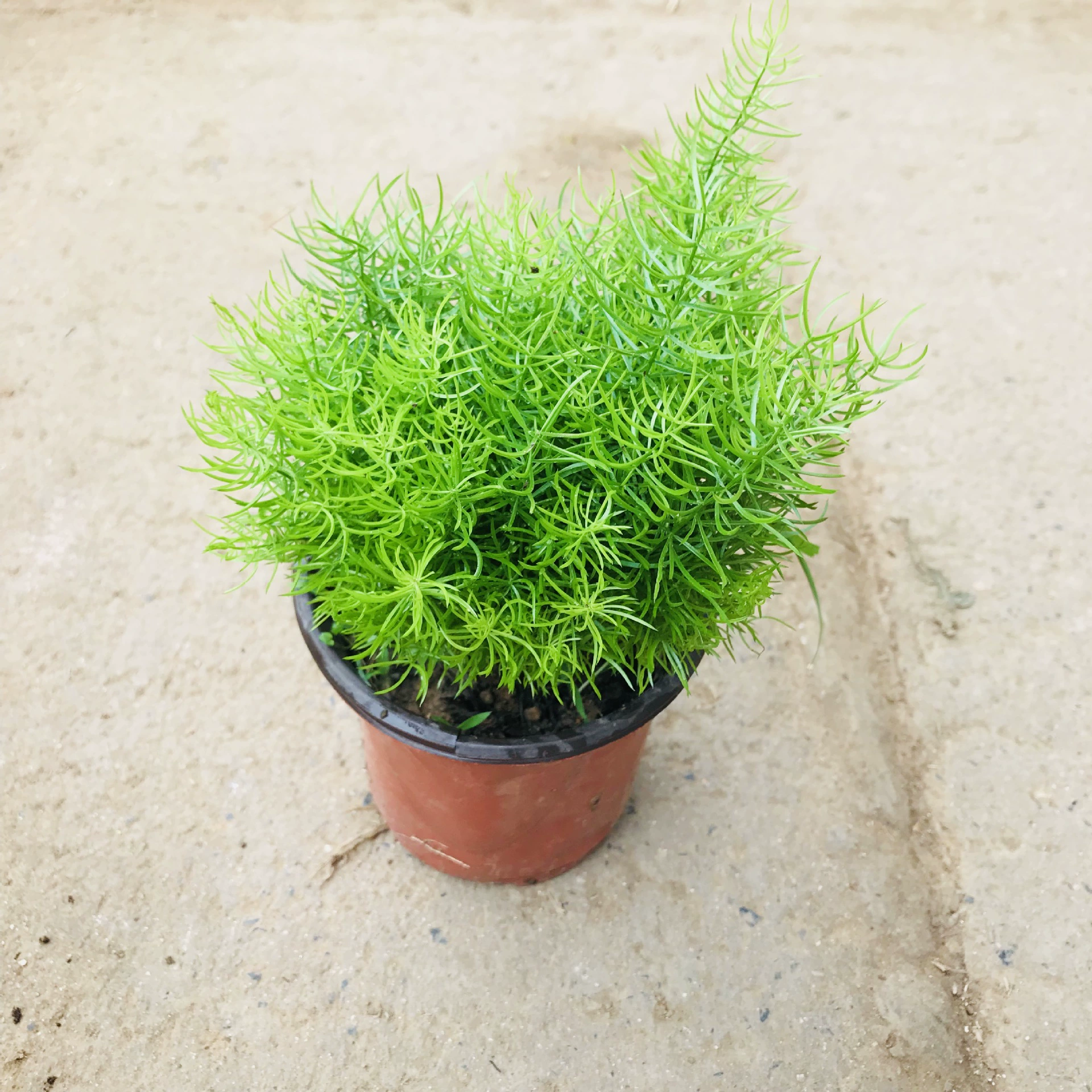 Теплица оптовые продажи Зеленые горшечные растения крытый балкон двор цветы бархатные сосны вечнозеленые горшечные растения