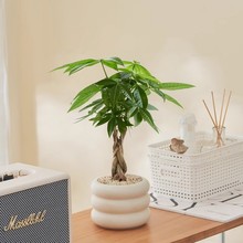 北欧绿植ins甜甜盆栽陶瓷花盆桌面轮胎摆件简约蝴蝶兰网红工厂