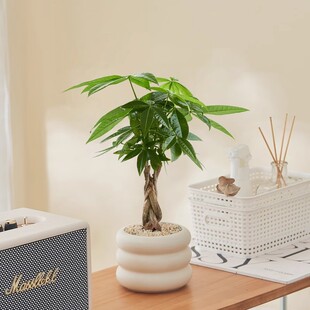 ���W�Gֲins���������մɻ�������݆̥�[�����s�����m�W�t