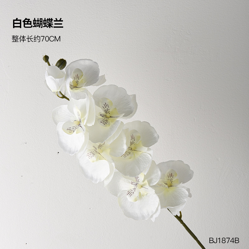 호접란-흰색