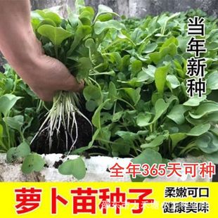 �}����N���ļ����޲�С����Ϸ��o�o�������߲��׷N����