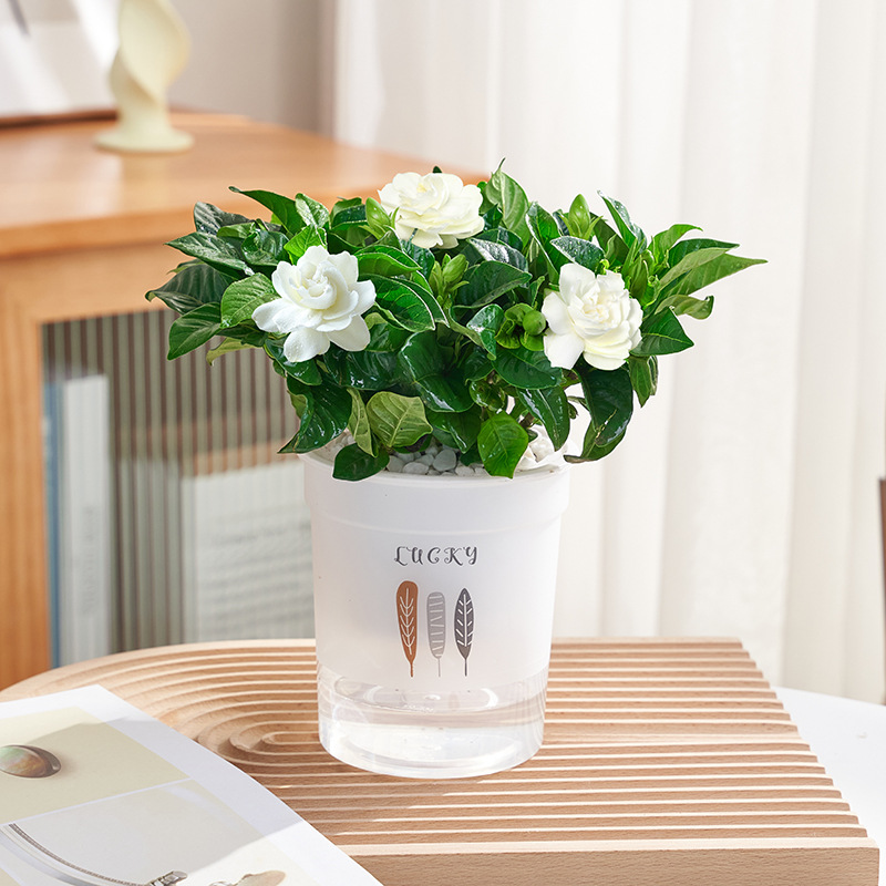 100#싹이 있는 치자나무(삼엽흡수대) + 영양액