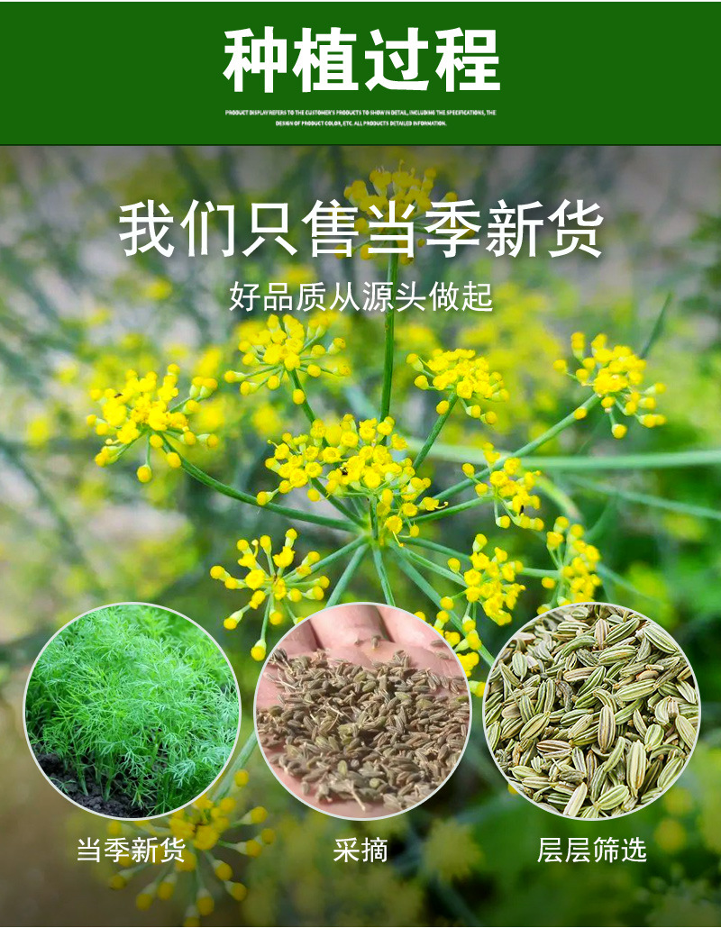 Fennel Seed (Foeniculum vulgare) — Dried Food-Herb Spice for Braising & Tea, 500g Bulk preparation