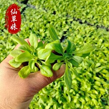 ����ţѨ�P�� ��ɫ����ţ�G�������_��ǧţС���� �pɫ���簫��ţ