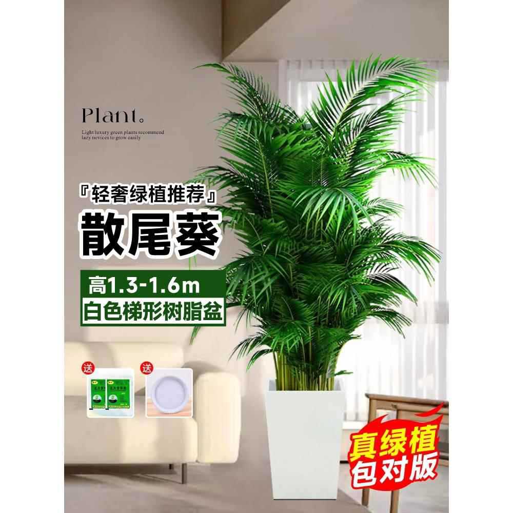 [Door to Door Delivery] 고품질 느슨한 꼬리 해바라기 1.3- 1.7m 그루★흰색 사다리꼴 수지 세면대 - 트레이 세면대 [다용도 스타일] Yuepet