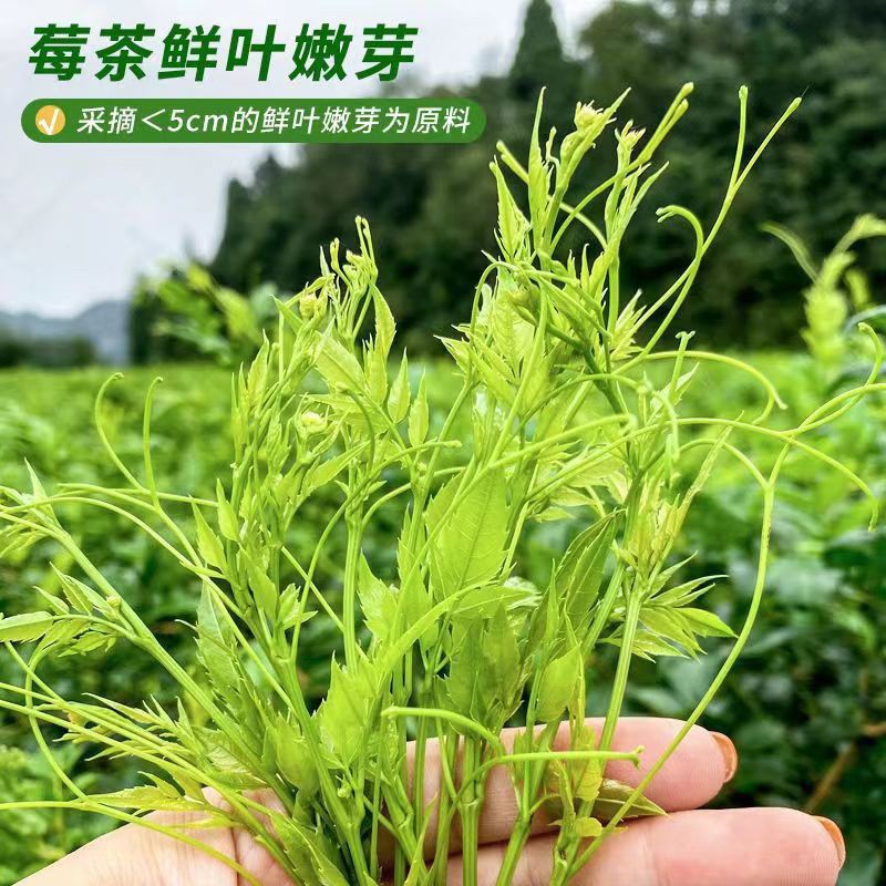 Mao Yan Mei Tea Mei Cha Tender Bud Vine Tea 50g Canister Loose Herbal Tea for Daily Brewing preparation