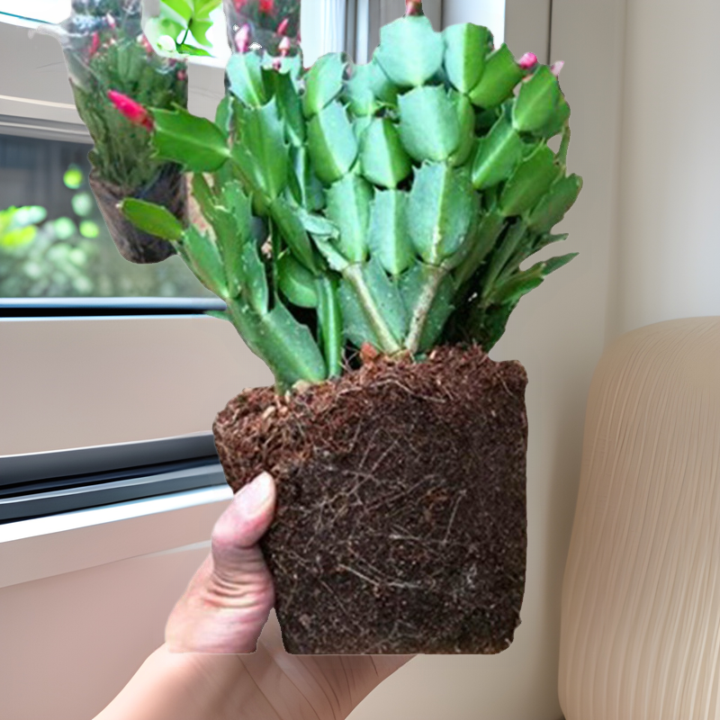 Planta en maceta de orquídea de garra de cangrejo dorado con capullo de flor con maceta, injerto multicolor, pétalos dobles, nuevas flores en todas las estaciones, plantas verdes