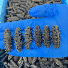 热水速发干海参15-20倍泡发淡干刺参干货大连源头工厂批发代发