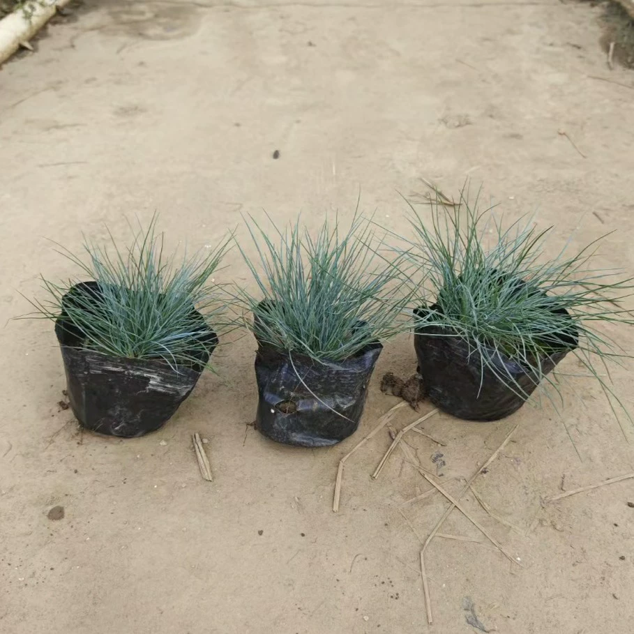 2302 База поставляет сине-овсянку в горшечных мешках