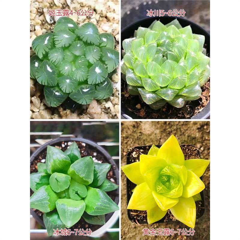 수탉은 부를 불러온다(빙하+얼음도시+공주+금)