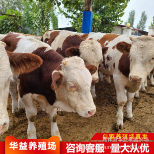 �Bֳ���T����ţ�ăr������ �����Sţ��ţ�كr�� ����ţ����