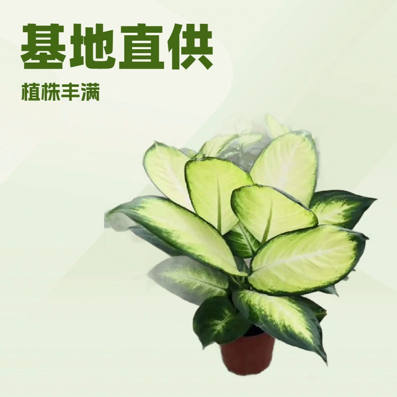 База специализируется на поставке декоративных зеленых растений и растений в горшках для офиса и дома, Marianne A140. # Оптовая продажа небольших цветов в горшках для декоративных садов