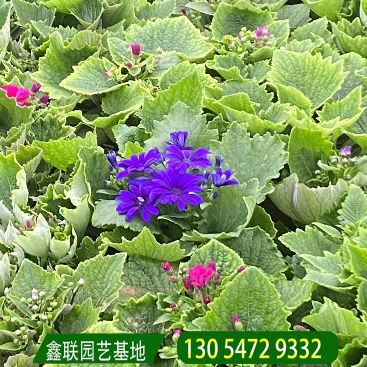 春耐寒绿化花卉 花期长 黄瓜花时令草花瓜叶菊 时令草花基地