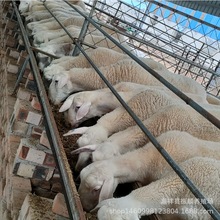 Сβ Ųdw Bֳ F؛l؛