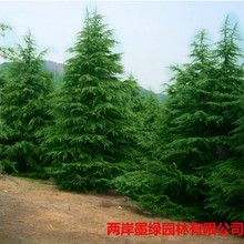 ѩɘɼ}Q،ѩɘļеͥԺG