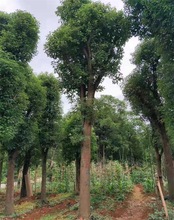 湖南香樟基直销，20至80公分移栽香樟，绿化乔木成活率好