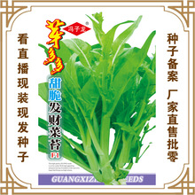 冯子龙种苗公司直售批零基地种植蔬菜种子 芽多多甜脆发财菜苔F1