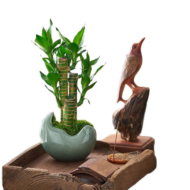 Fugu bamboo chamber plants