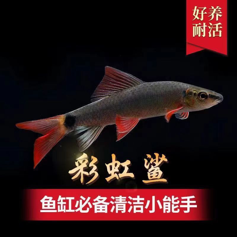 Peces limpiadores, musgo dorado, ratas, peces, ratas, herramientas de limpieza de acuarios, tres espadachines para comer musgo para eliminar algas, envío gratuito.