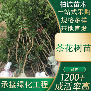 �G���G�h��軨�����ļ��軨���180���lɽ�軨�h��ֲ��