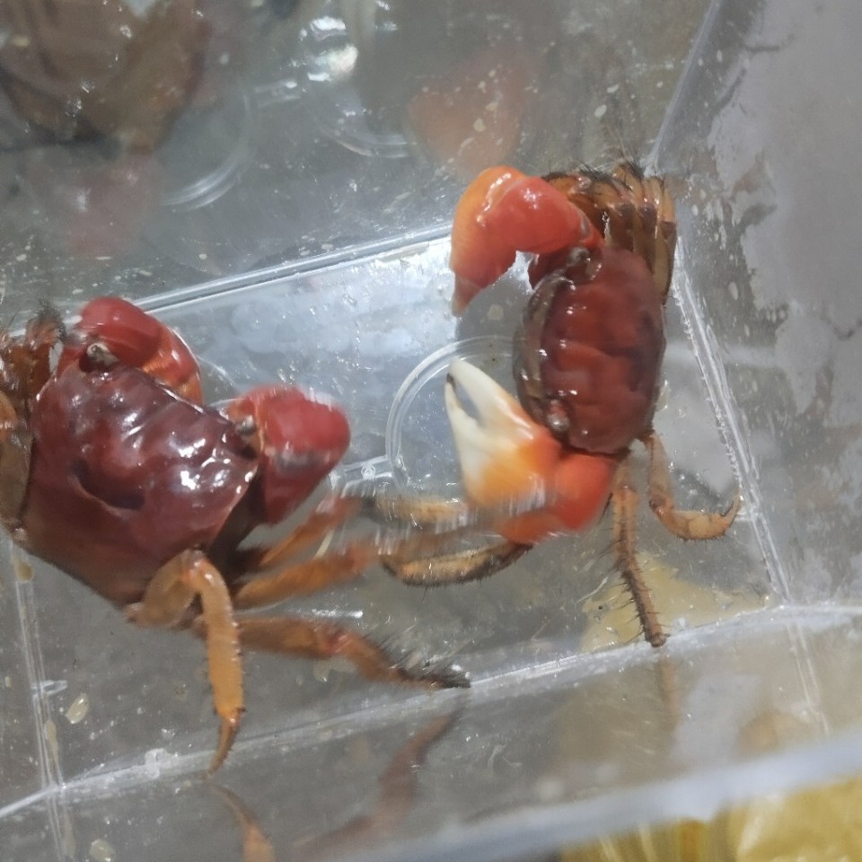 相手蟹宠物小螃蟹活体爬宠鱼缸观赏蟹原生淡水蟹批发相守蟹水族