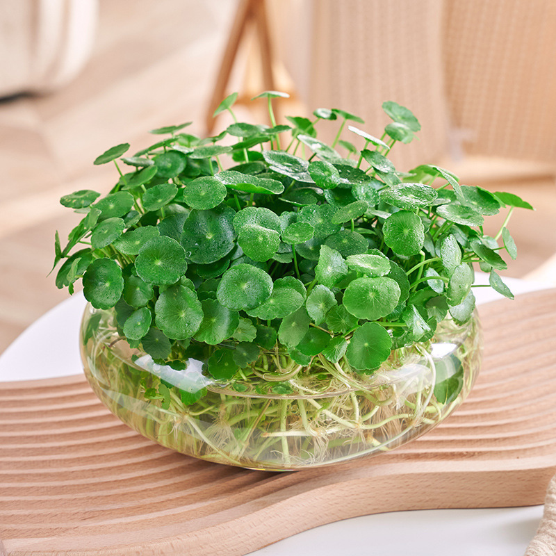 It Is Good to Grow Copper Money Grass in All Seasons. Hydroponic Potted Plants in the Office. Small Green Plants and Florals on the Desktop. Water-Raised Money Grass Seeds