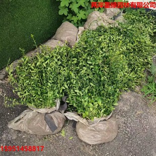Fufangteng Small-Leaf Fufangteng Color Block Seedlings, Large and Small Cups, Various Specifications, Large Discounts, Base Direct Sales