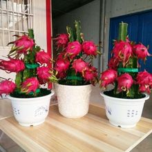 【买1发3棵】红心火龙果树苗盆栽果树苗南北方种植当年结果包成活