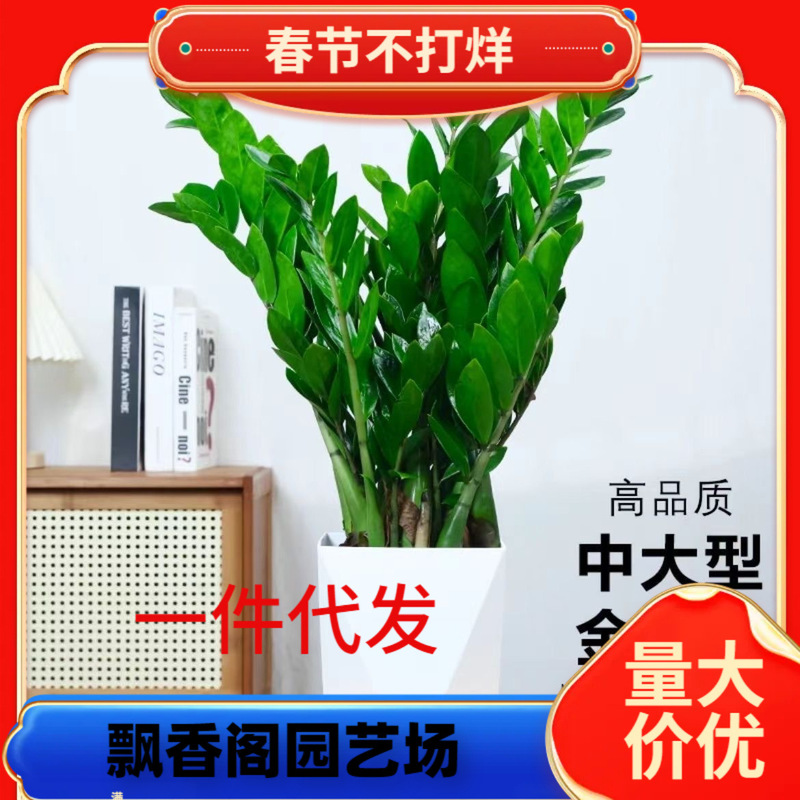 Dropshipping Money Tree Potted Plants Indoor Flowers Large Living Room Easy to Grow Green Plants Big Money String