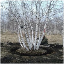 ט兲טטט130ִ֬F؛gӭxُ