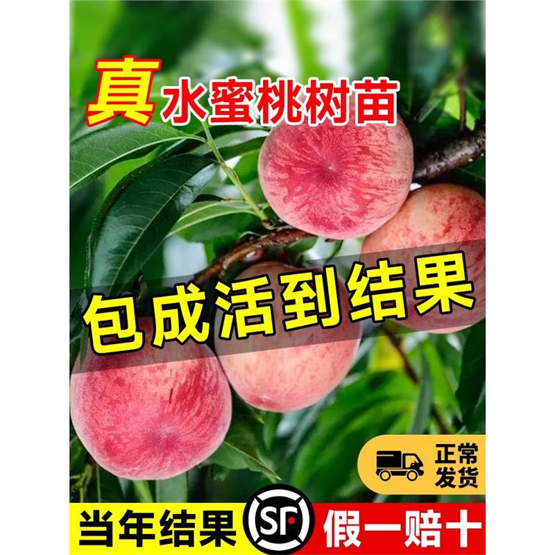 早熟水蜜桃树苗南方北方种植树苗嫁接特大黄桃树当年结果桃树果苗