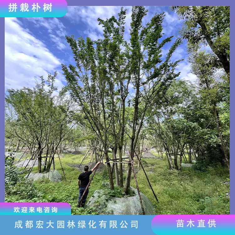 朴树基地批发丛生朴树拼栽朴树苗木规格齐全园林公园景观移栽乔木