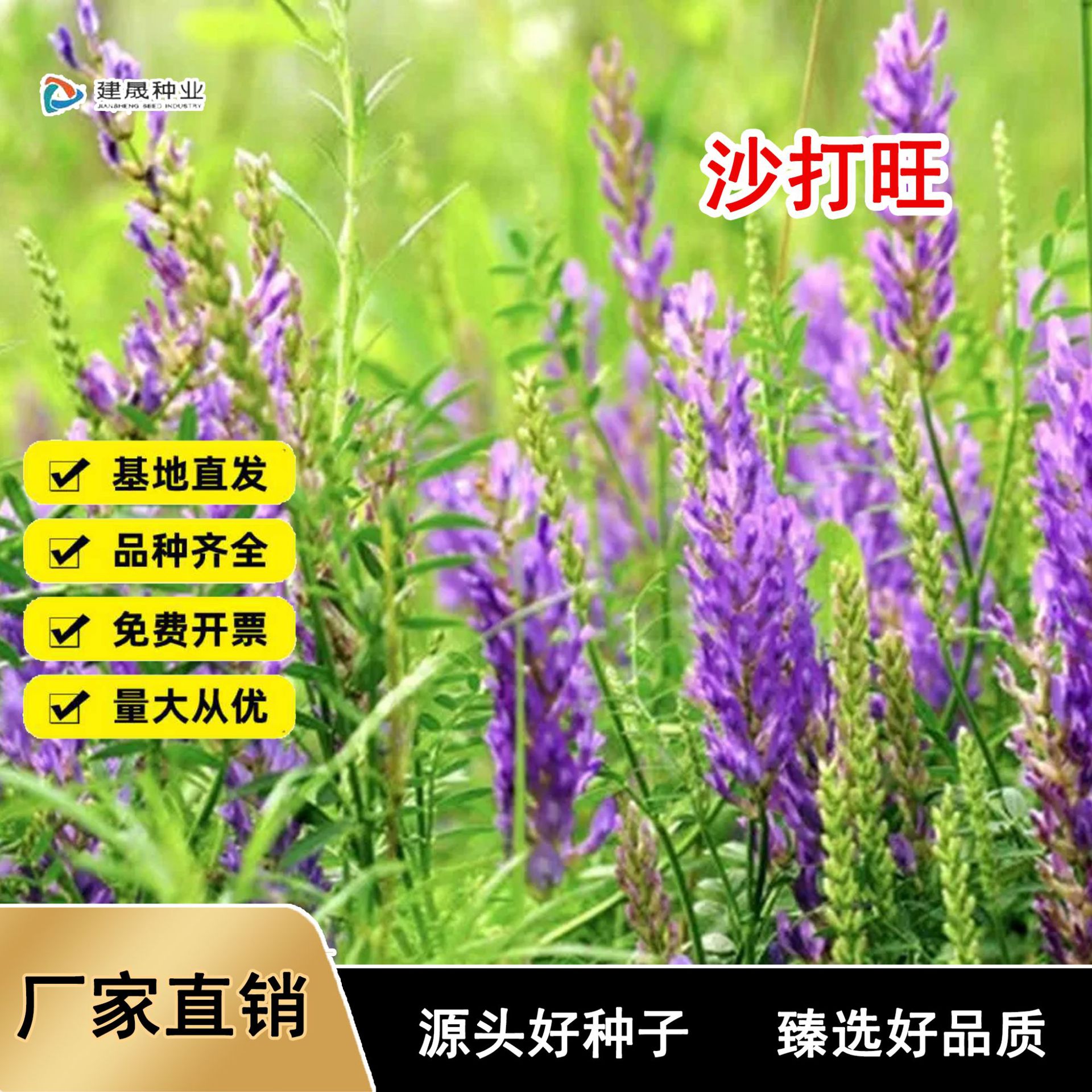 批发沙打旺种子多年生牧草种子牛羊饲草籽沙打旺草种子草原绿化籽