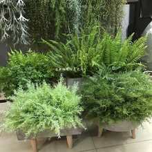 ާ�ֲ�����T���Iާ��˹��ާ���������������쾰�bGֲ