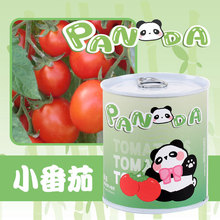 圣诞节礼物创意易拉罐绿植小盆栽迷你桌面观景儿童植物盆栽小礼品