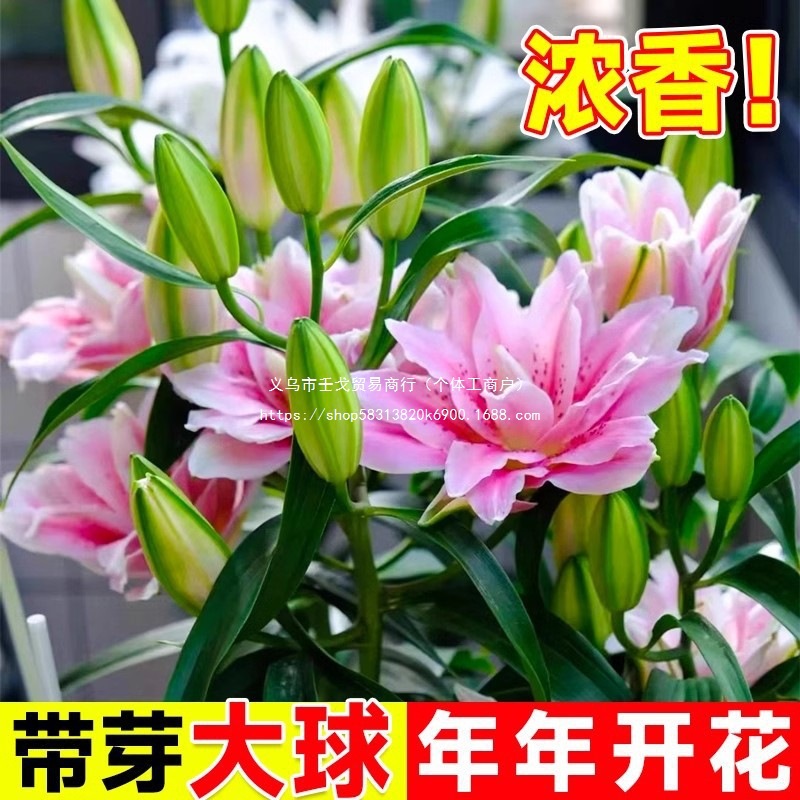 新鲜香水百合种球带芽四季绿植物盆栽花卉种子室内阳台花苗大种球